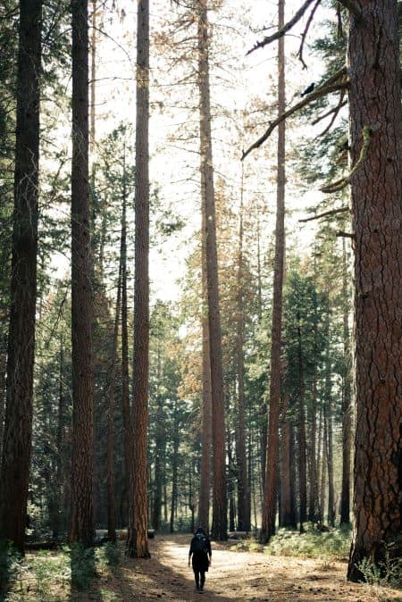 hiker walking through giant trees